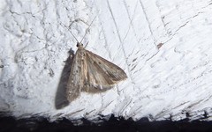 Eudonia leptalaea