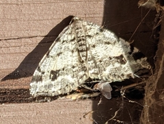 Macaria sexmaculata