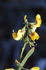 Sphaerolobium alatum