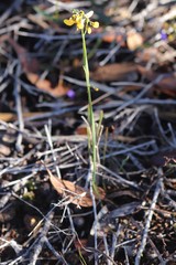 Sphaerolobium alatum