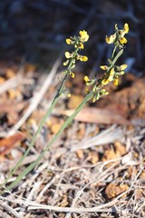 Sphaerolobium alatum