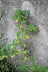 Physalis viscosa