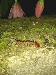 Lithobius variegatus rubriceps