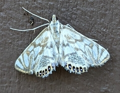 Neocataclysta magnificalis