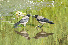 Corvus cornix