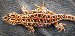 Harlequin Gecko photo 3