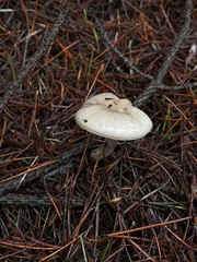 Tephroleuci