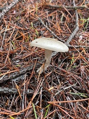 Tephroleuci