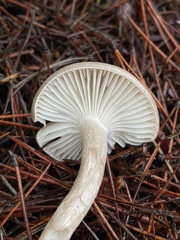 Tephroleuci
