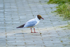 Chroicocephalus ridibundus