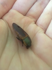 Temognatha flavomarginata