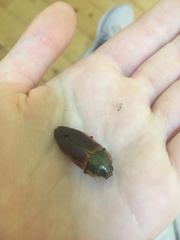 Temognatha flavomarginata