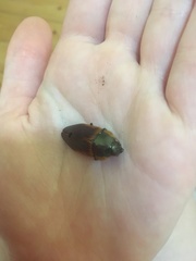 Temognatha flavomarginata