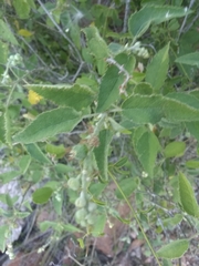 Croton ciliatoglandulifer