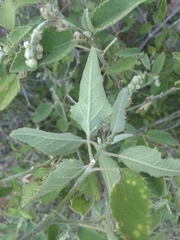 Croton ciliatoglandulifer