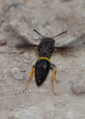 Ancistrocerus spinolae
