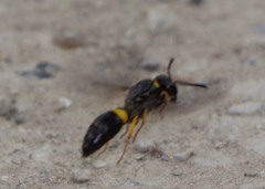 Ancistrocerus spinolae