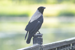 Corvus cornix