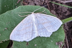Scopula junctaria