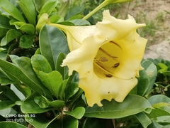 Solandra longiflora