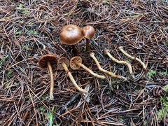 Cortinarius gentilis