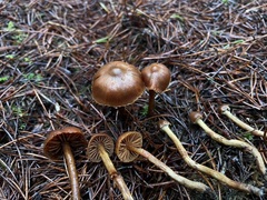 Cortinarius gentilis