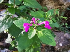 Scutellaria seleriana