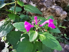 Scutellaria seleriana