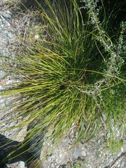 Carex dipsacea