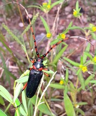 Stenaspis verticalis