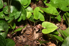 Hexastylis rollinsiae