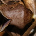 Hexastylis rollinsiae - Photo (c) Brian Finzel, μερικά δικαιώματα διατηρούνται (CC BY-SA), uploaded by Brian Finzel