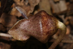 Hexastylis rollinsiae