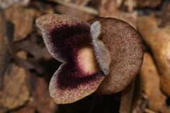 Hexastylis rollinsiae