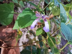 Salvia compsostachys
