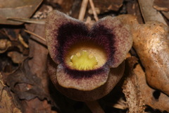 Hexastylis rollinsiae