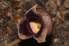 Hexastylis rollinsiae