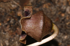 Hexastylis rollinsiae
