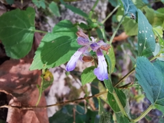 Salvia compsostachys