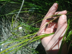 Carex dipsacea