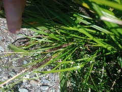 Carex dipsacea