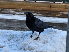 Corvus corone