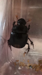 Dichotomius colonicus