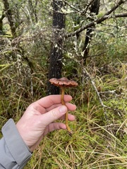 Cortinarius smithii