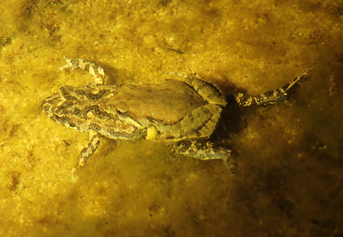 Brown Froglet, Crinia signifera