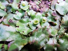 Marchantia paleacea