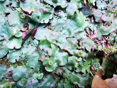 Marchantia paleacea