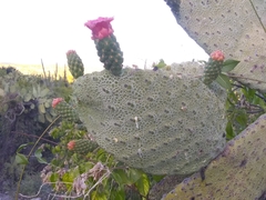 Consolea moniliformis