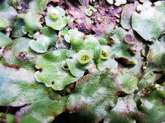 Marchantia paleacea