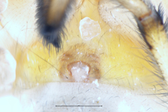 Eutittha stratiotica